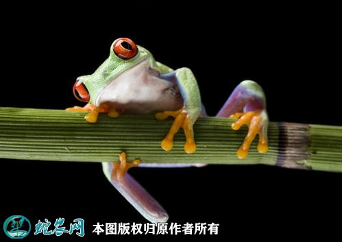 青蛙图片6