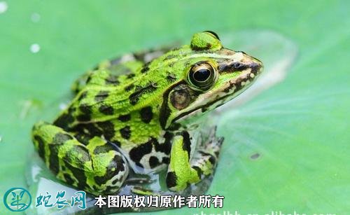 青蛙图片7