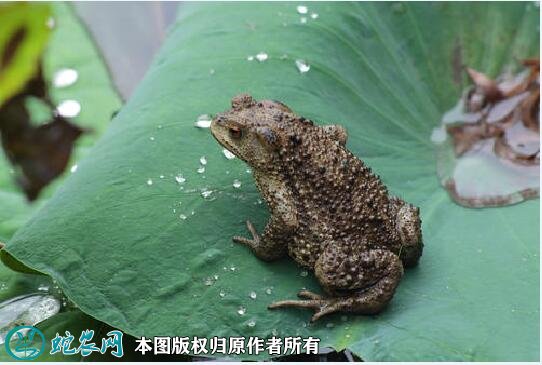 蟾蜍图片5