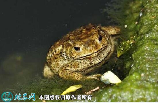 蟾蜍图片6