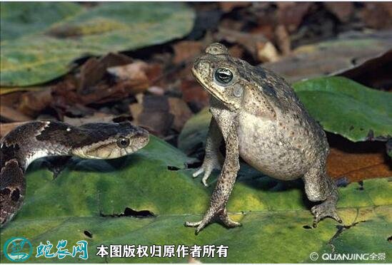蟾蜍图片7