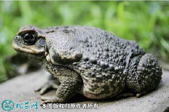 蟾蜍图片8