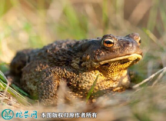 蟾蜍图片1