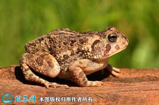 蟾蜍图片2