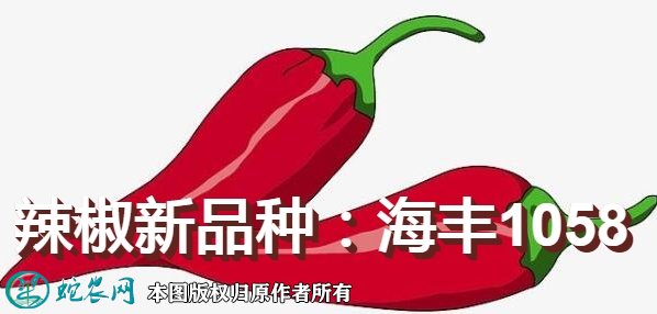 辣椒新品种：海丰1058简介