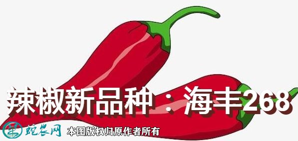 辣椒新品种：海丰268简介
