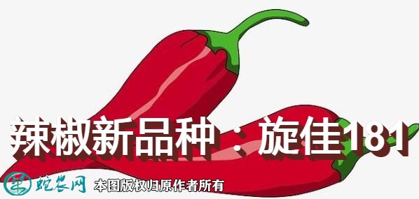 辣椒新品种：旋佳181简介