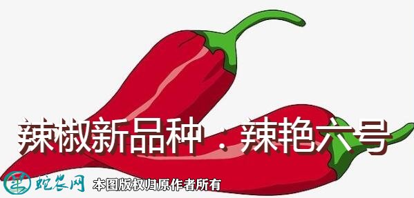 辣椒新品种:辣艳六号简介