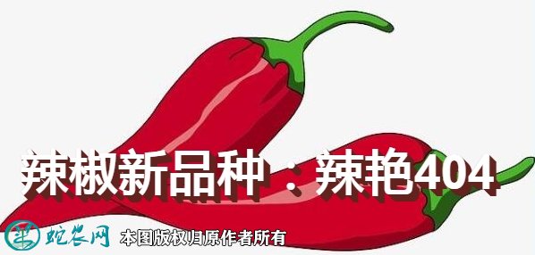 辣椒新品种：辣艳404简介