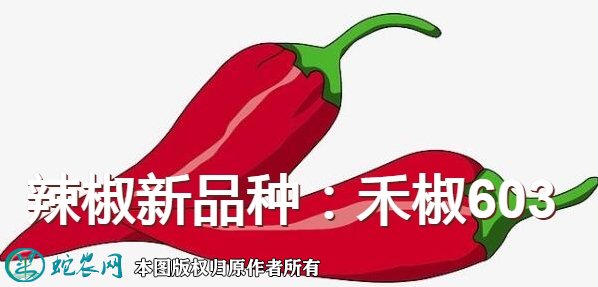 辣椒新品种:禾椒603简介