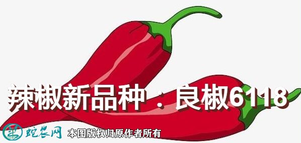 辣椒新品种：良椒6118简介