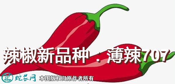 辣椒新品种:薄辣707简介