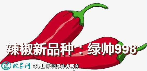 辣椒新品种:绿帅998简介