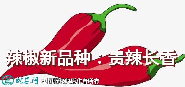 辣椒新品种:贵辣长香简介