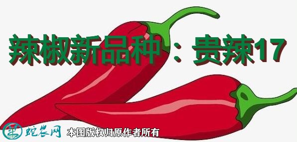 辣椒新品种:贵辣17简介