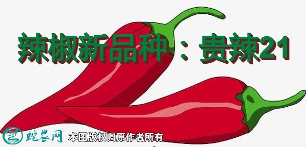 辣椒新品种：贵辣21简介