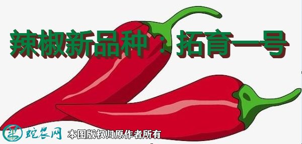 辣椒新品种：拓育一号简介