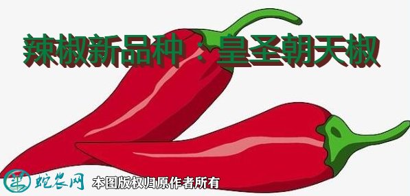 辣椒新品种：皇圣朝天椒简介