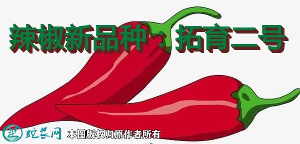 辣椒新品种：拓育二号简介