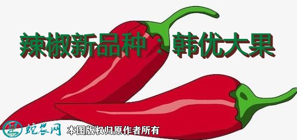 辣椒新品种：韩优大果简介