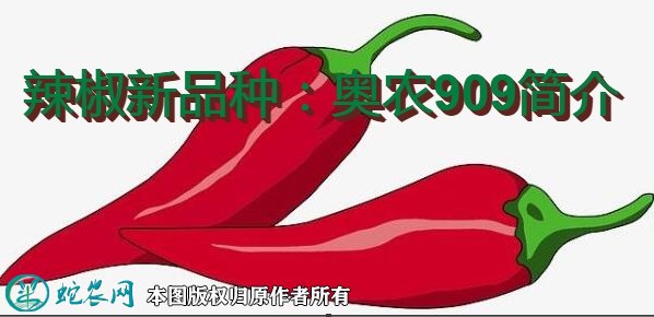 辣椒新品种：奥农909简介
