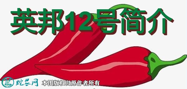 辣椒新品种：英邦12号简介