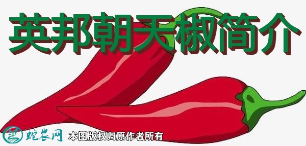 辣椒新品种：英邦朝天椒简介