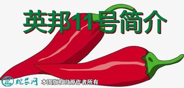 辣椒新品种：英邦11号简介