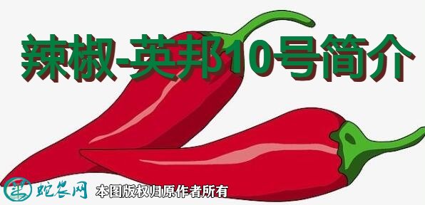 辣椒新品种:英邦10号简介