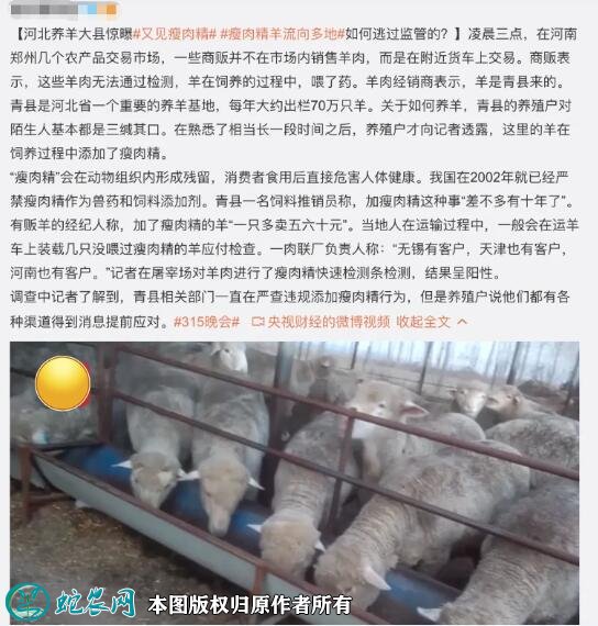 河北羊肉大县大面积用“瘦肉精”养羊!