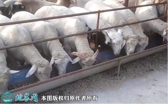 河北羊肉大县大面积用“瘦肉精”养羊!