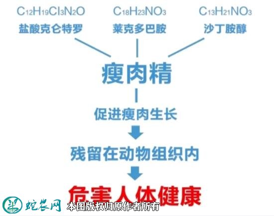 河北羊肉大县大面积用“瘦肉精”养羊!