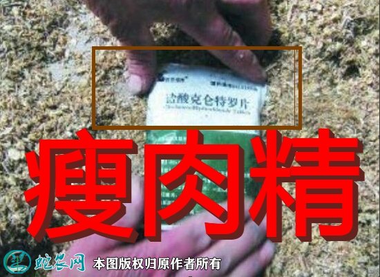 瘦肉精图1