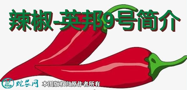 辣椒新品种:英邦9号简介