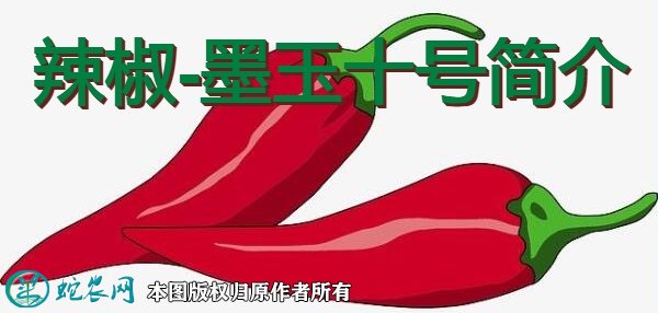 辣椒新品种:墨玉十号简介