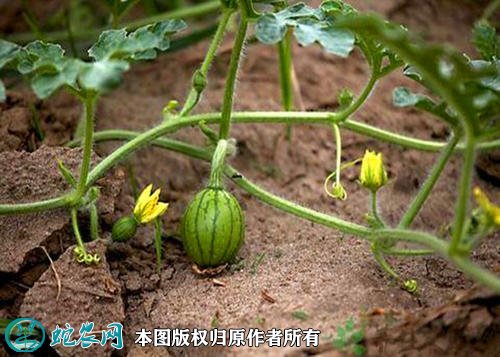 西瓜的种植方法图6
