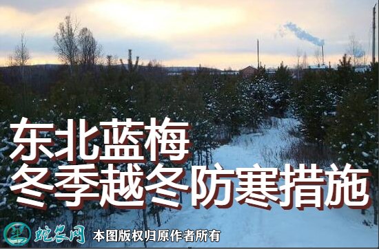 东北种植蓝梅冬季越冬防寒图1