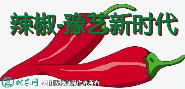 辣椒新品种:豫艺新时代简介