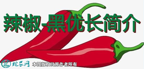 辣椒新品种:黑优长简介