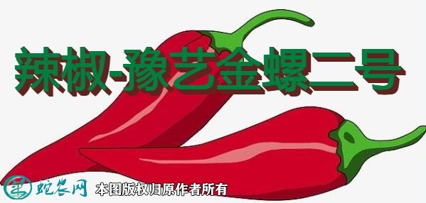 辣椒新品种:豫艺金螺二号简介