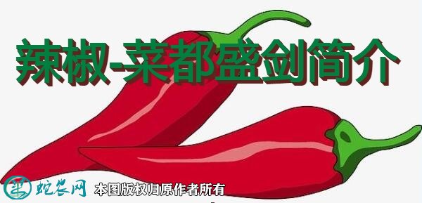 辣椒新品种：菜都盛剑简介