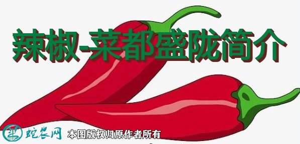 辣椒新品种：菜都盛陇简介