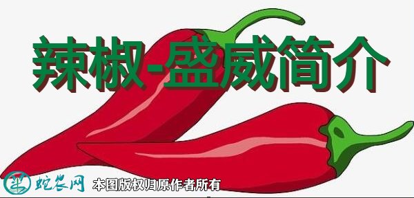 辣椒新品种：盛威简介