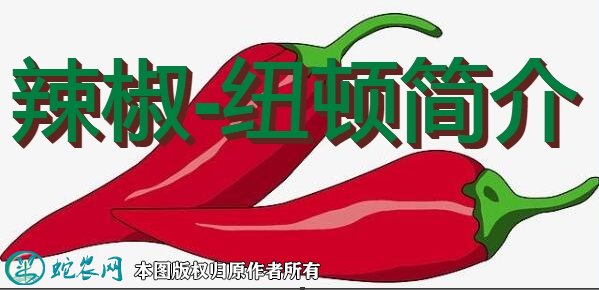 辣椒新品种：纽顿简介