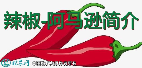 辣椒新品种：阿马逊简介