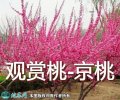 【京桃】京桃树图片、种植广泛的观赏桃...