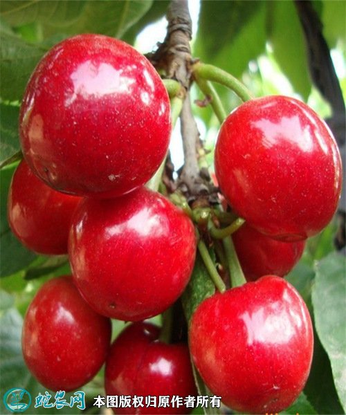 樱桃品种排名图10