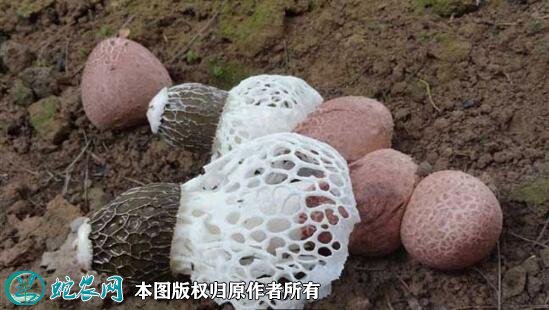 蘑菇品种大全图片12