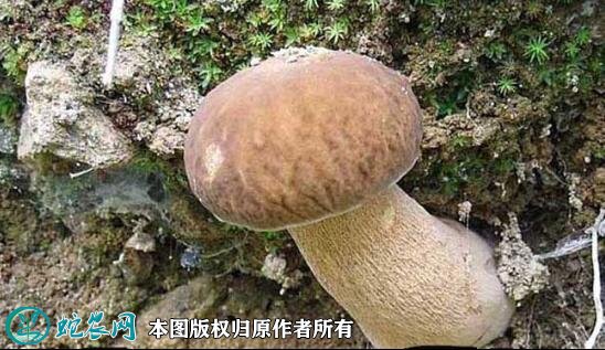 蘑菇品种大全图片10