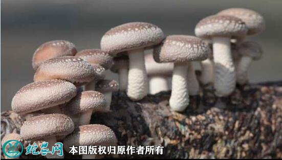 蘑菇品种大全图片15